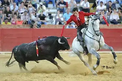 Rejoneador en plena acción enfrentándose a un toro con valentía.